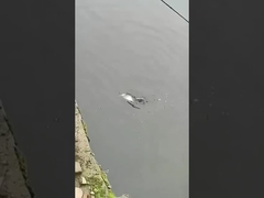 طعمه ماهیگیری طعمه شنا کامل لایه طعمه جعلی دریا و آب شیرین