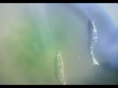 چشم های سه بعدی BGO طعمه ماهی پلاستیکی زیر آب هشت طعمه ماهیگیری چند مفصل