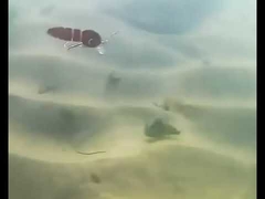 طعمه های کرم خون شناور کامل لایه شناور مینو چند مفصلی طعمه ماهیگیری